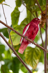 Pompadour cotinga perched on a branch