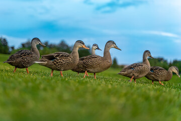 ducks on the grass