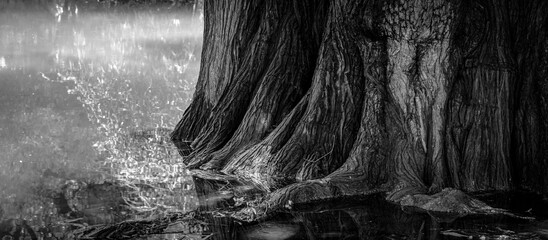arboles, raices de arbol, camecuaro, michoacan, naturaleza, agua, Lago de Cam&eacute;cuaro, parque nacional, mexico, paisaje, corteza de arbol