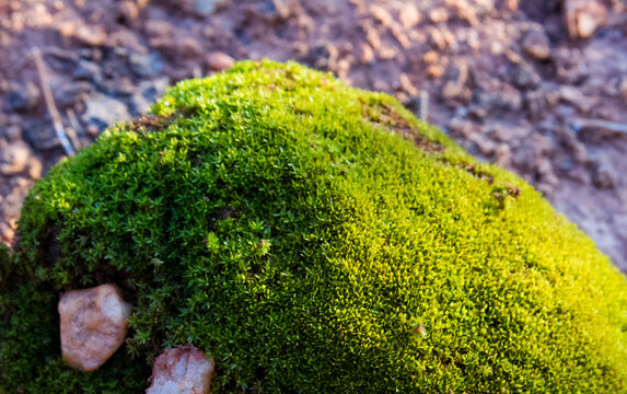 Each click is a window into the essence of nature. Through my lens, I seek to capture the beauty and complexity of natural settings, from the most subtle details to the most grandiose landscapes. Each