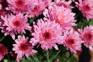 Obraz premium Sweden. Chrysanthemum × morifolium (also known in the US as florist's daisy and hardy garden mum, is a hybrid species of perennial plant in the genus Chrysanthemum of the Asteraceae family. 