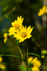 Compass plant flowers.