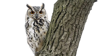 Fototapeta premium Owl perched in a tree scanning the ground for movement, white background for clipping