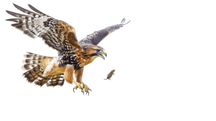Hawk diving at high speed towards a small rodent on the ground, white background for clipping