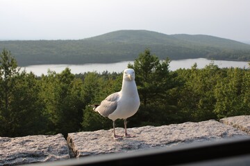 Bird on a Bridge with Mountains and a Pond in the Background 