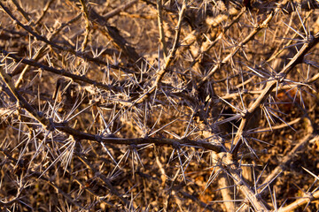 a leafless plant with a tangle of thorns under the sunlight proves to be insurmountable.