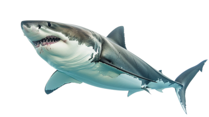 Great white shark swimming menacingly towards the camera, white background for clipping
