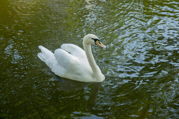 Obraz premium Swan in spring, beautiful water bird Swan in lake in spring, Lake or river with swan. Swan catches fish . A beautiful white swan swimming in a lake on a background of blue water on a sunny day.