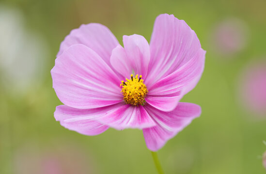 beautiful cosmee flower from close up, close-up cosmee flower with pollen pistil, pink petals, pink flower