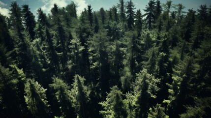 Obraz premium Aerial View of a Dense Evergreen Forest