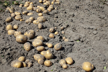 Fresh organic potatoes in the field, dug on the ground. Fresh harvest. Potatoes of different sizes and scattered on the ground. Concept of good harvest, world food crisis.