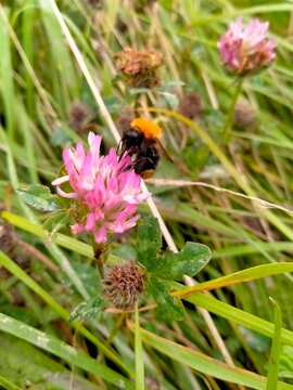 bee on a flower
