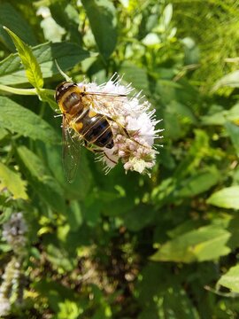 Bee