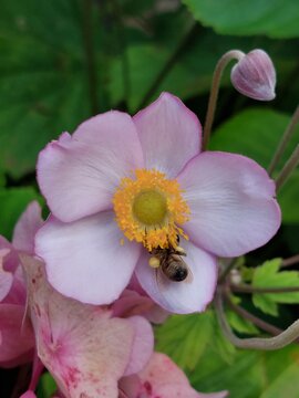 Honey bee on pink flower 