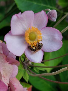 Bee on a pink flower 