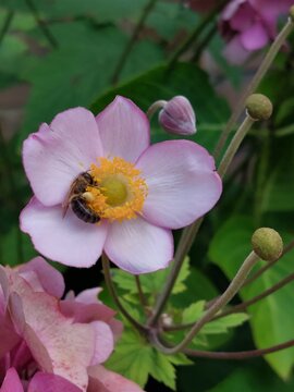 Bee on a pink flower