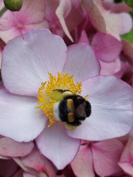 Bumble bee on a pink flower
