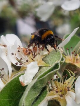 Bumble bee on blossom