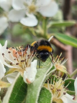 Bumble bee 