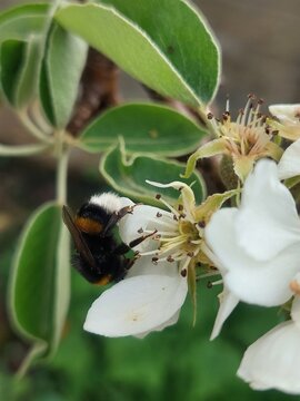 Bumble bee 