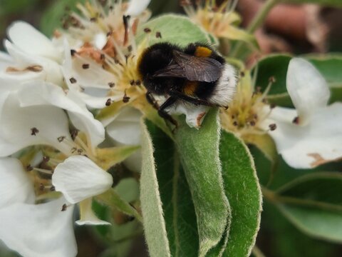 Bumble bee