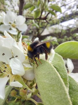 Bumble bee