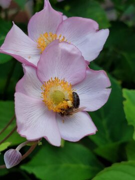 bee on a flower