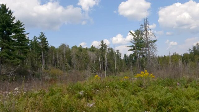 Partially cut red pine forest and meadows in Temagami, Ontario, Canada