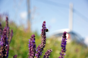 Bumblebee and salvia