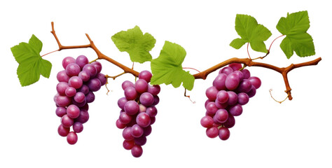 PNG Grape vines 3d cartoon realistic grapes fruit plant.