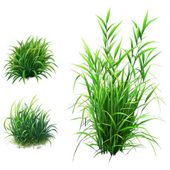 Green Grass Plant PNG