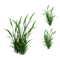 Green Grass Plant PNG