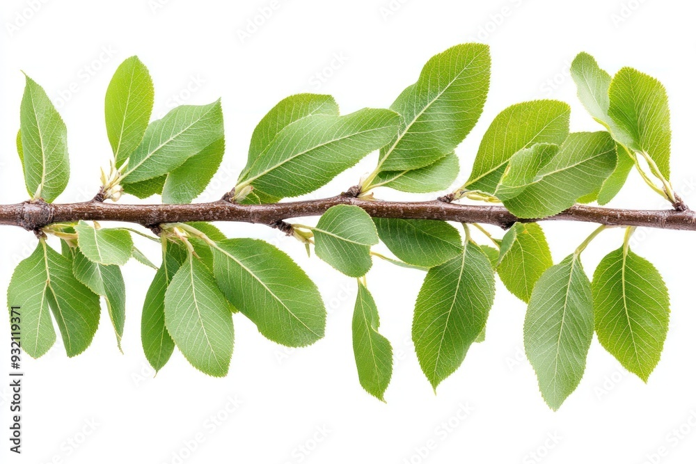 Canvas Prints branch with green leaves