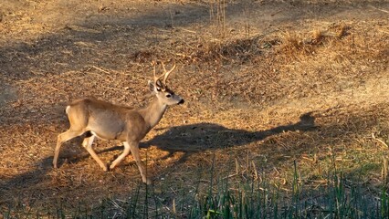 deer in the wild