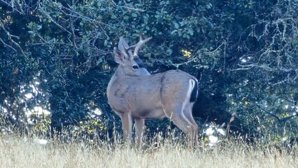 Fototapeta premium deer in the woods