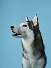 Alert Siberian Husky portrayed in a studio setting, displaying its piercing gaze. Dog portrait captures the breed's iconic markings and attentive expression, against a calm blue backdrop