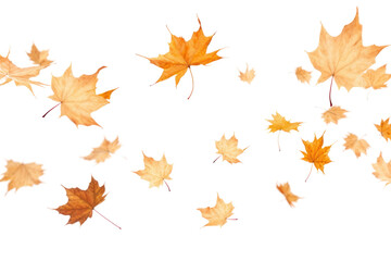 PNG Dried maples backgrounds plant leaf.