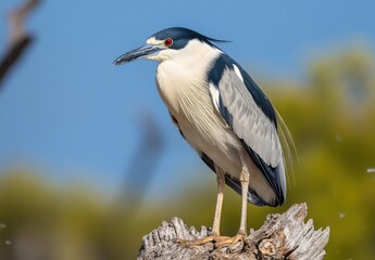 Australian black-crowned night heron stands on the edge of a tree trunk