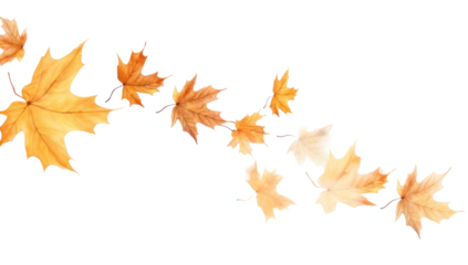 PNG Dried maples backgrounds plant leaf.