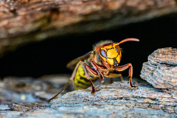 Nahaufnahme einer Europäischen Hornisse (Vespa crabro) auf einem Baumstamm
