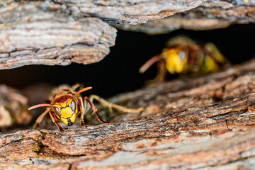Nahaufnahme von Europäischen Hornissen (Vespa crabro) auf einem Baumstamm