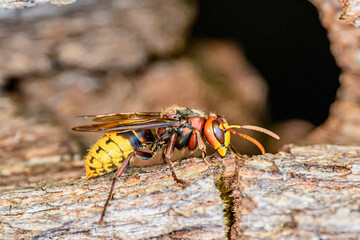 Nahaufnahme einer Europäischen Hornisse (Vespa crabro) auf einem Baumstamm