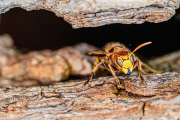 Nahaufnahme einer Europäischen Hornisse (Vespa crabro) auf einem Baumstamm