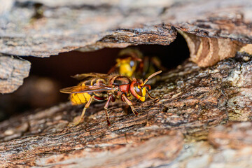 Nahaufnahme einer Europäischen Hornisse (Vespa crabro) auf einem Baumstamm