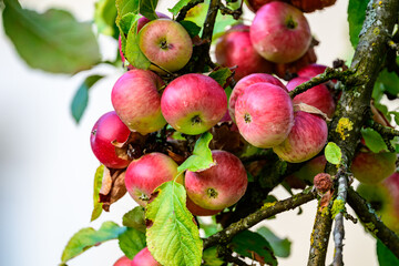 Reife Äpfel an einem Apfelbaumzweig