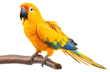 Obraz premium PNG Yellow parrot animal bird white background.