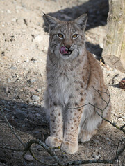 Obraz premium Luchs nach dem Essen sitzt und leckt