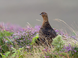 Red grouse, Lagopus lagopus scotica