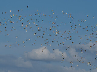 Black-tailed godwit, Limosa limosa