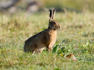 Brown hare or European hare, Lepus europaeus